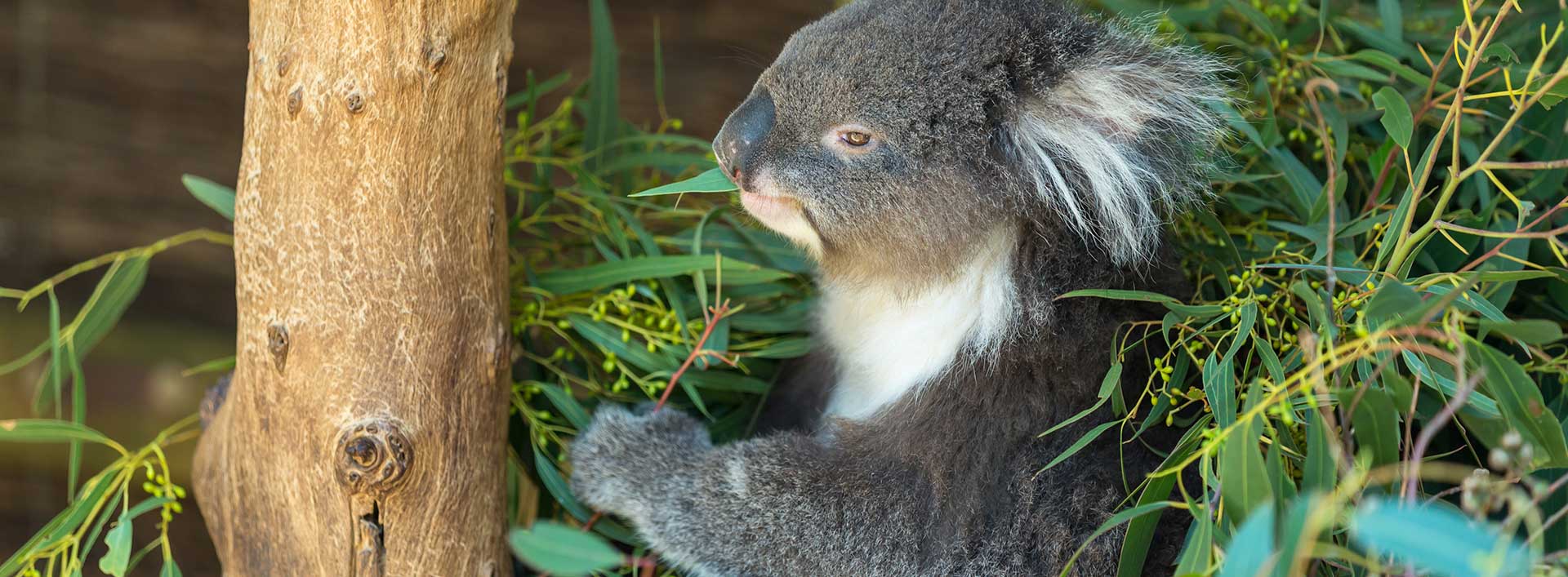 Free Psychological Support   Impacted By Bushfire | Altius Group